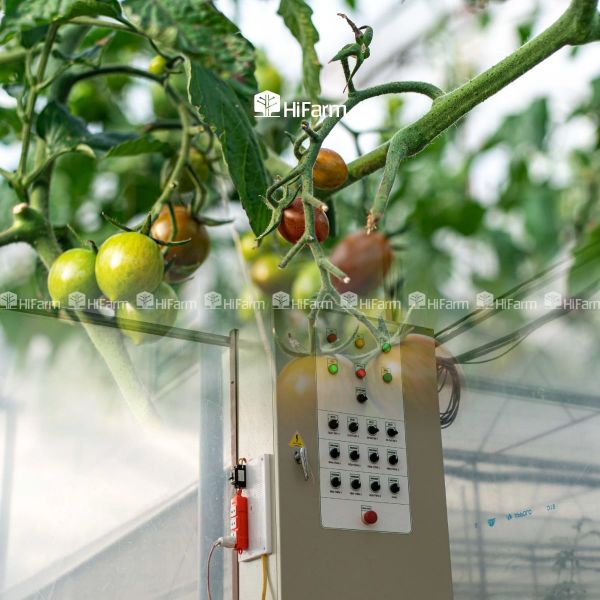 Một số lưu ý quan trọng khi trồng cà chua socola