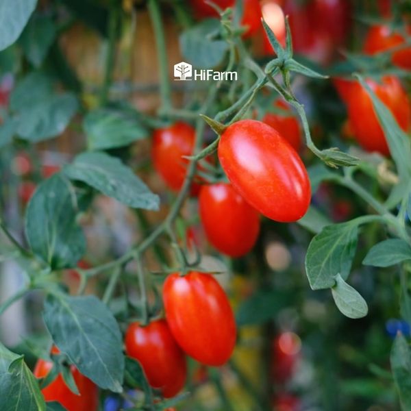 Cách trồng cà chua cherry theo từng mô hình phổ biến hiện nay