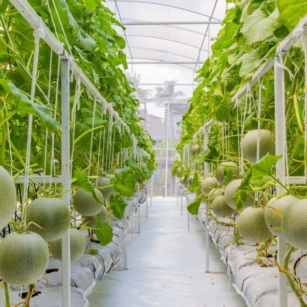 Kỹ thuật trồng dưa lưới trong nhà màng