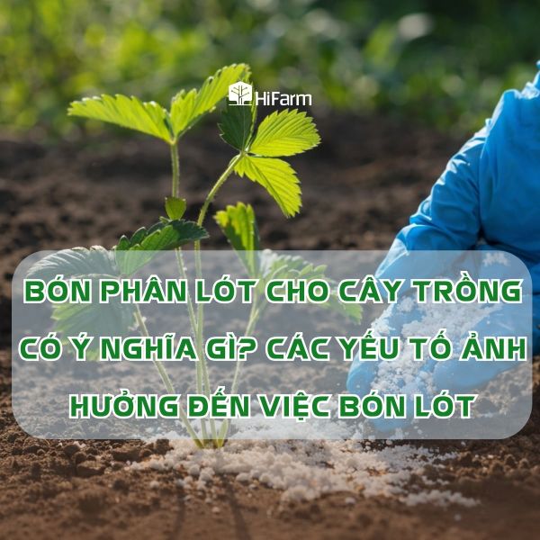 Ý nghĩa bón phân lót và các yếu tố ảnh hưởng đến hiệu quả sử dụng