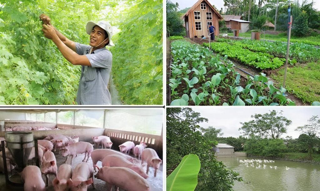 Khởi nghiệp 100 triệu với mô hình VAC