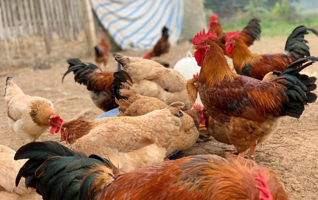 Mô hình chăn nuôi hữu cơ