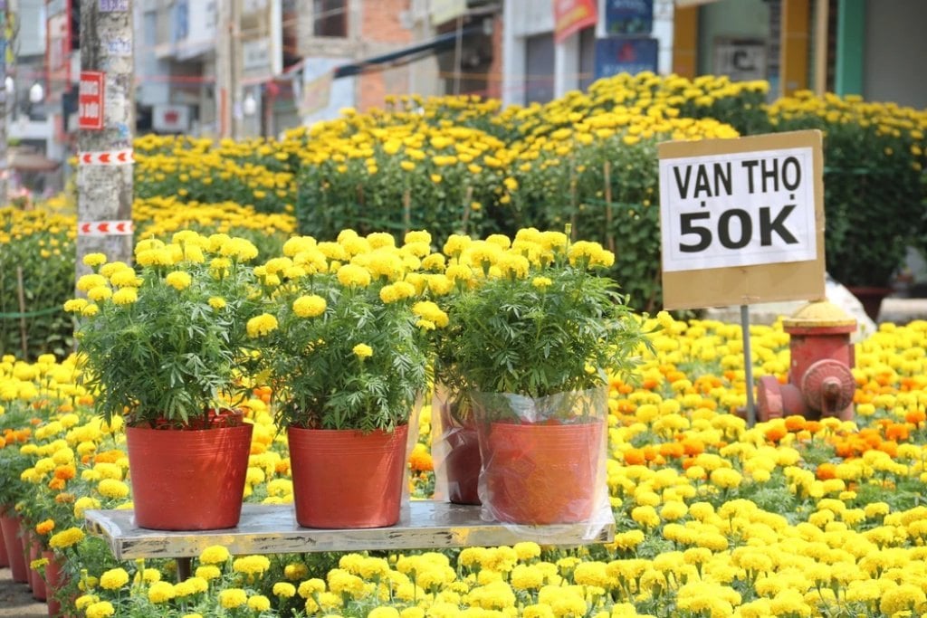 Chiến lược định giá hoa linh hoạt theo từng giai đoạn Tết