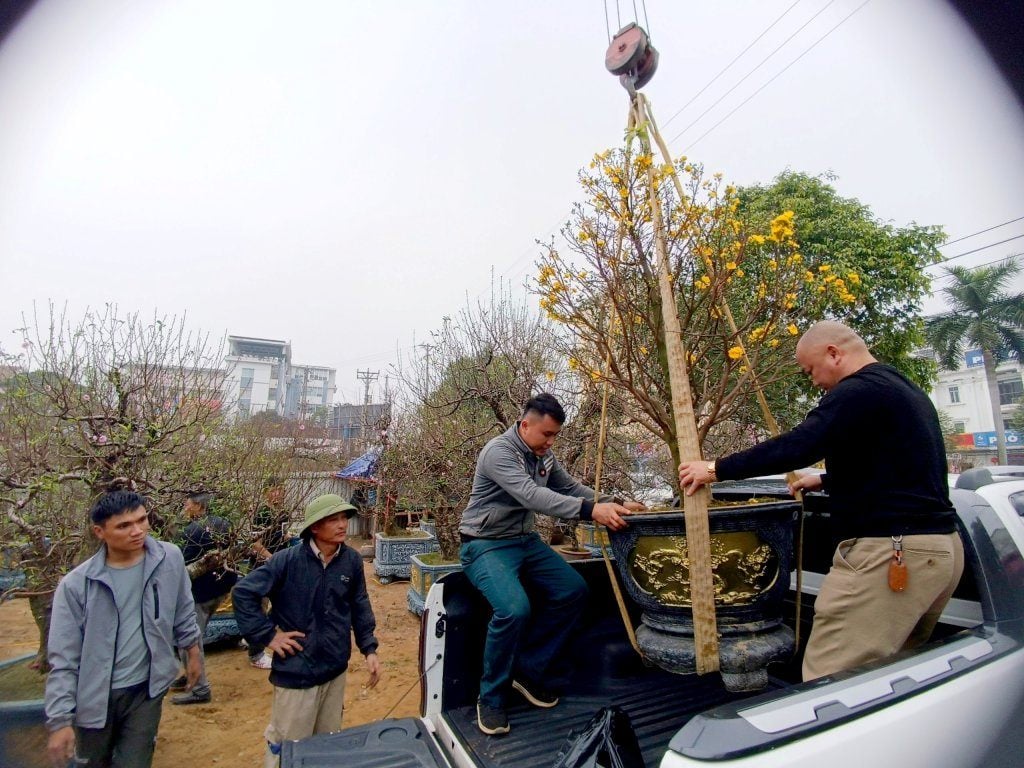 Vận chuyển cây cảnh bằng xe tải chuyên dụng