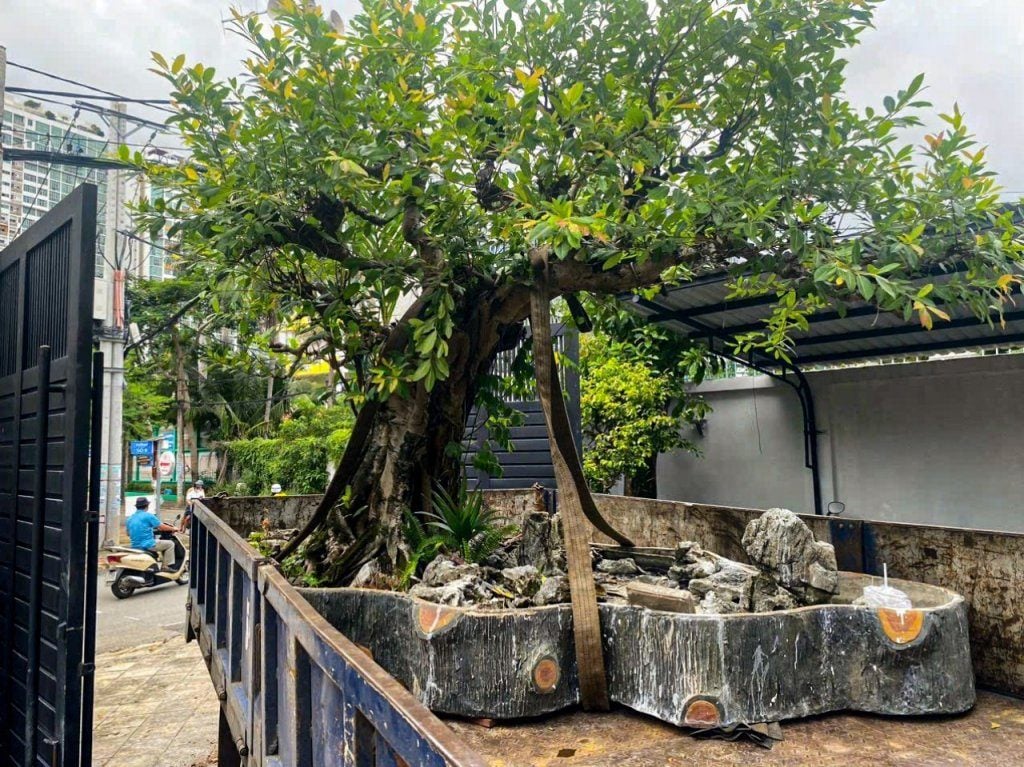 Cần cố định chắc chắn khi vận chuyển cây cảnh