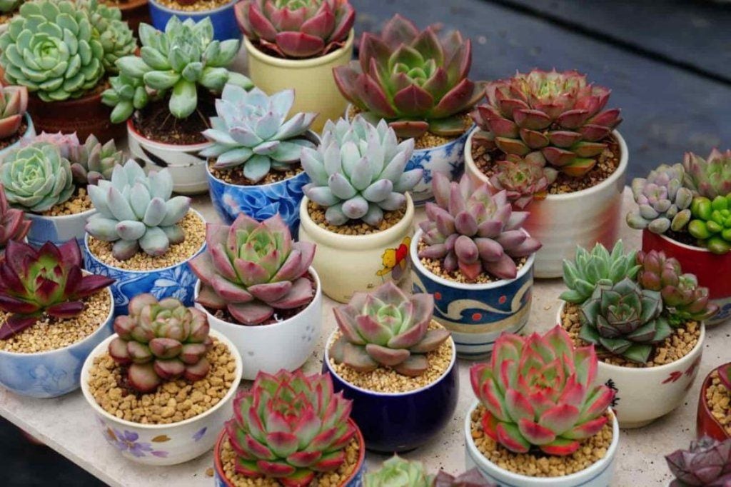 Kinh doanh cây cảnh mini