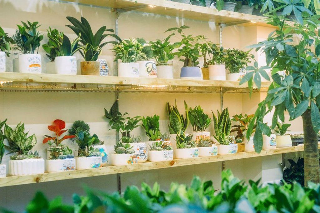 Kinh doanh cây cảnh