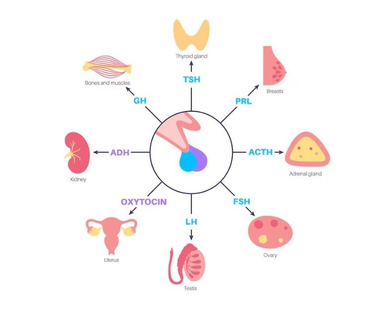 Nguyên nhân thứ 2 là do cân bằng nội môi và dung nạp sinh lý