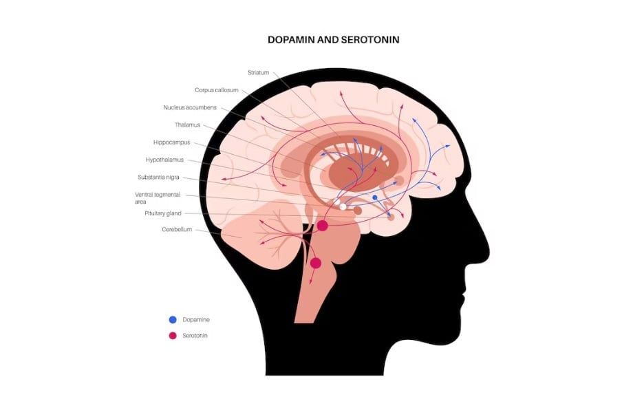 Nguyên nhân thứ ba là do Hạch hạnh nhân (Amygdala)