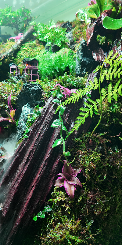 Tropical Terrarium