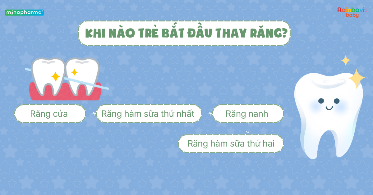 Sự phát triển của răng sữa ở trẻ nhỏ – từ lúc mọc đến khi thay răng