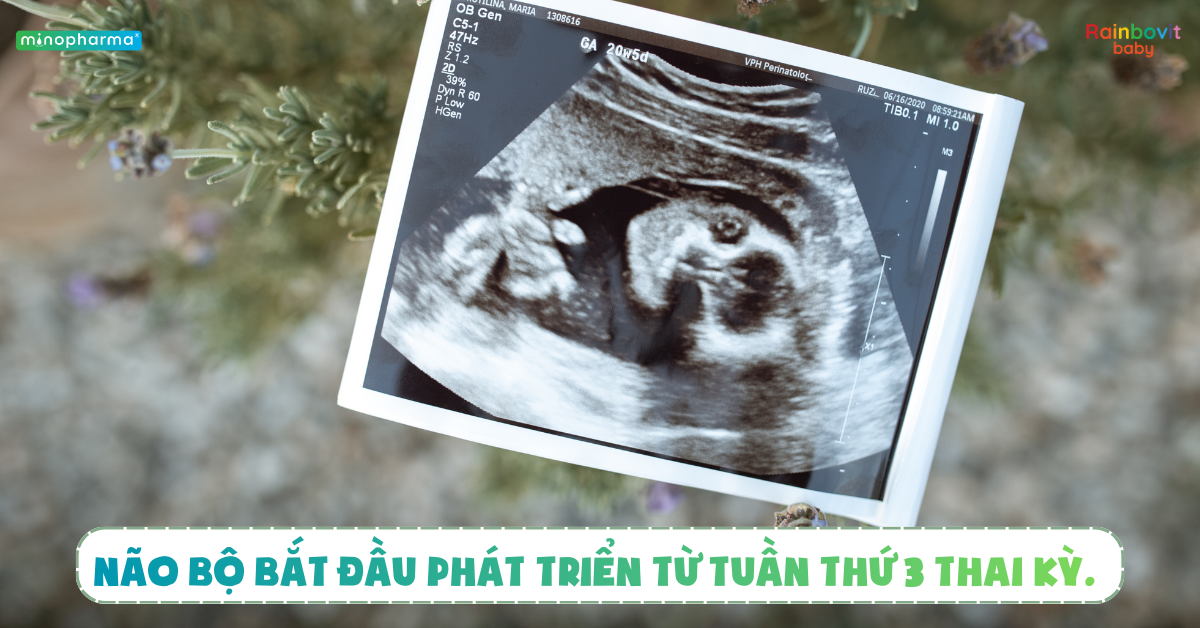 Các giai đoạn phát triển của não bộ trẻ nhỏ – 1.000 ngày đầu đời quyết định tương lai