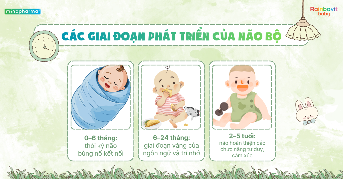 Các giai đoạn phát triển của não bộ trẻ nhỏ – 1.000 ngày đầu đời quyết định tương lai