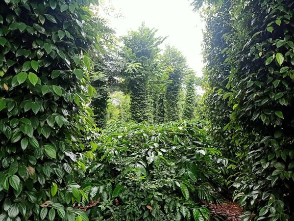 TAVINA ĐỒNG HÀNH CÙNG VPSA: RÀ SOÁT CHUYÊN SÂU CHUỖI CUNG ỨNG GIA VỊ VIỆT NAM