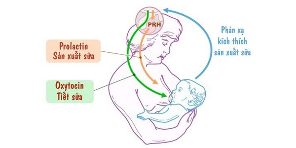 Hiểu cơ chế sản xuất sữa mẹ