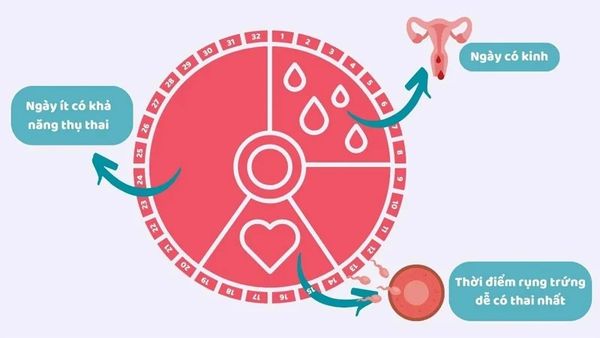 Tính ngày rụng trứng chuẩn xác
