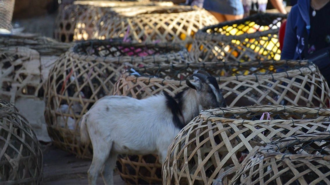 LAOS CYCLING ADVENTURE ALONG THE MEKONG RIVER