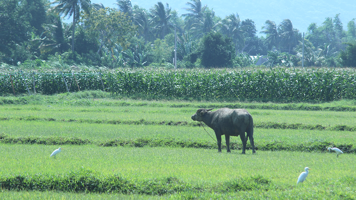 RIDE THE DRAGON: A SLOW CYCLING JOURNEY THROUGH VIETNAM