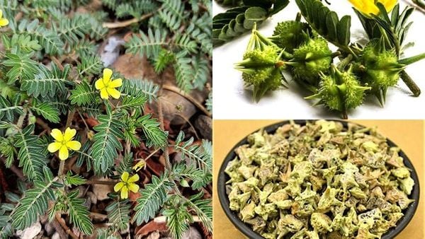 Bạch tật lê là dược liệu thảo mộc tốt cho sức khỏe, đặc biệt sức khỏe nam giới