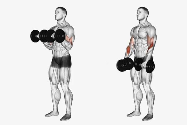 Tư thế thực hiện Reverse Biceps Curls