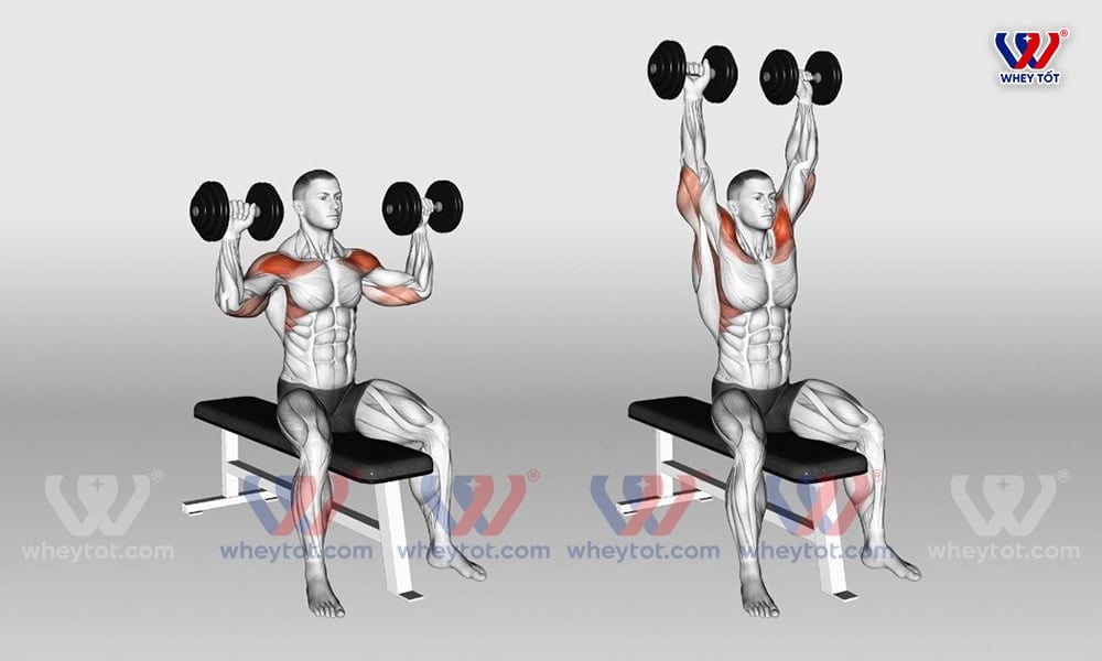 Tư thế tập bài tập vai đẩy tạ đơn qua đầu cho đôi vai to khỏe