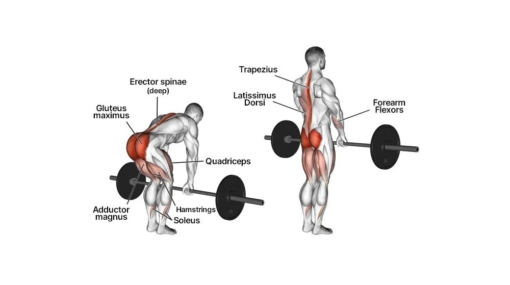 Các nhóm cơ tham gia vào deadlift