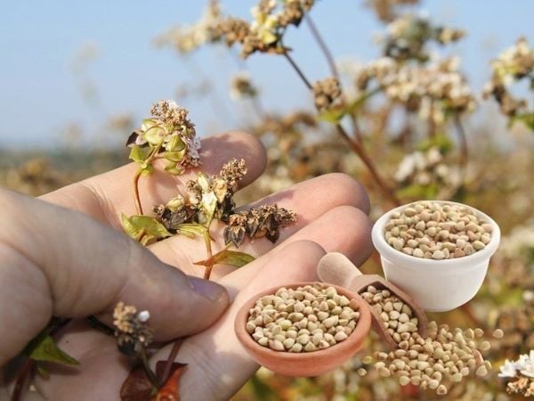 Hạt kiều mạch là gì