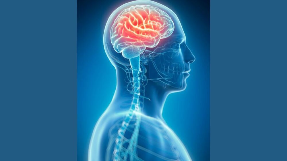 Hệ thần kinh trung ương là trung tâm chỉ huy của cơ thể