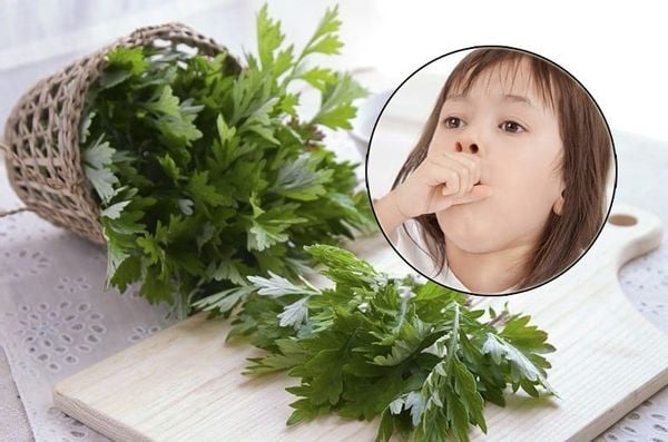 Ngải cứu có tác dụng hỗ trợ điều trị bệnh hô hấp