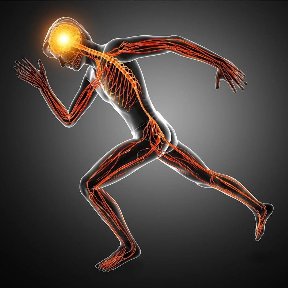 CNS là nơi điều khiển mọi hoạt động cơ bắp của cơ thể