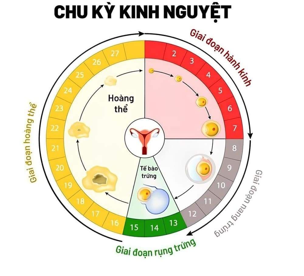 Chu kỳ kinh nguyệt có 4 giai đoạn