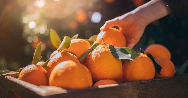 Ăn cam mỗi ngày để bổ sung canxi hiệu quả