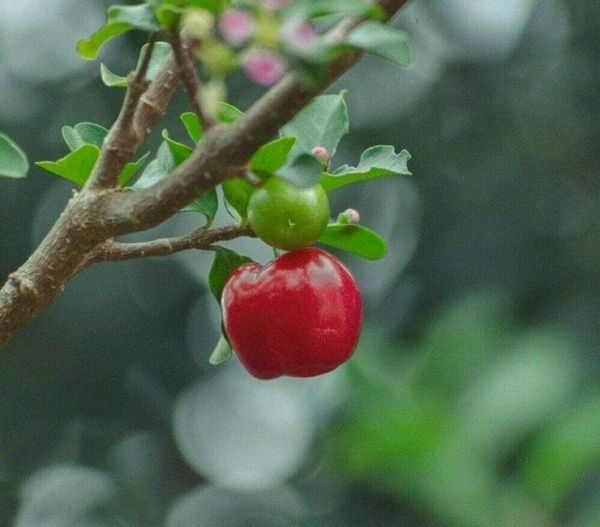Acerola Cherry là loại trái cây siêu giàu vitamin C