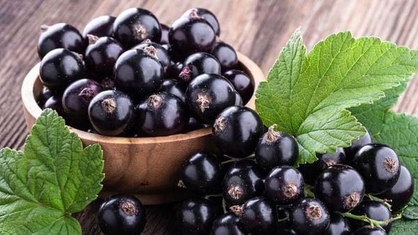 Quả lý đen có hàm lượng anthocyanin và vitamin C cao