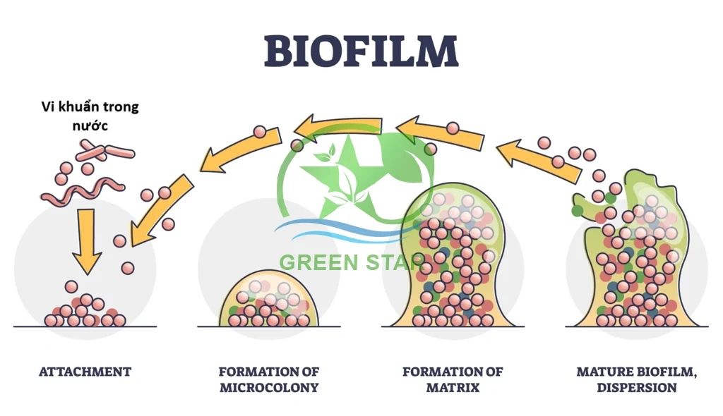 Vai Trò Của Biofilm Trong Việc Giúp Nấm “Trốn” Điều Trị