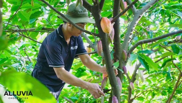 mua-socola-uy-tin-tai-ha-noi