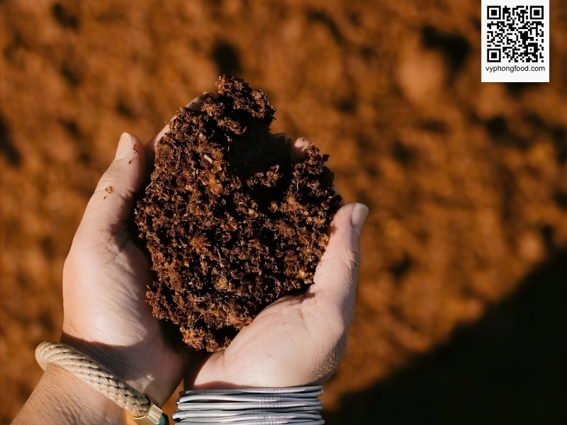Organic farming of rooibos tea in the Cederberg region, showcasing sustainable cultivation by African Dawn and its official import to Vietnam through vyphongfood.com.