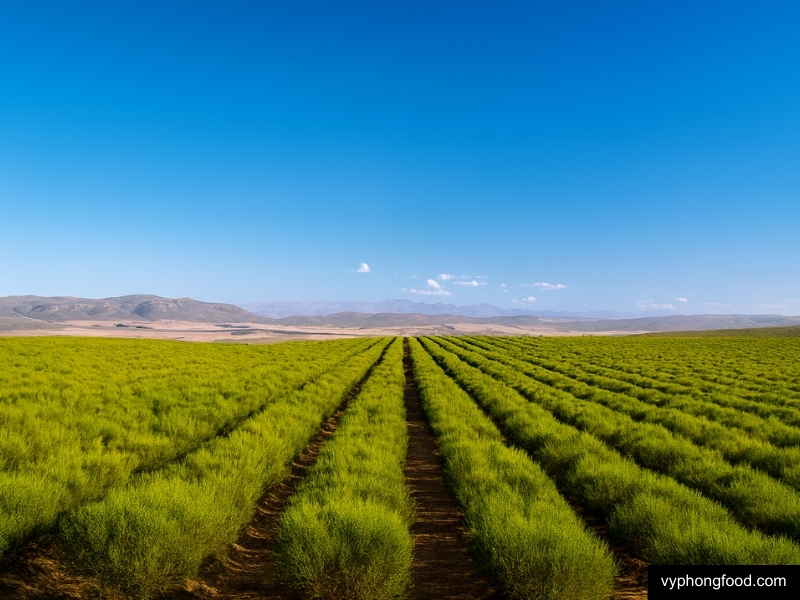 Latest Tea consumption Figures Tip Scale in Favour of Rooibos Tea African Dawn herbal tea for weightloss vyphongfood.com