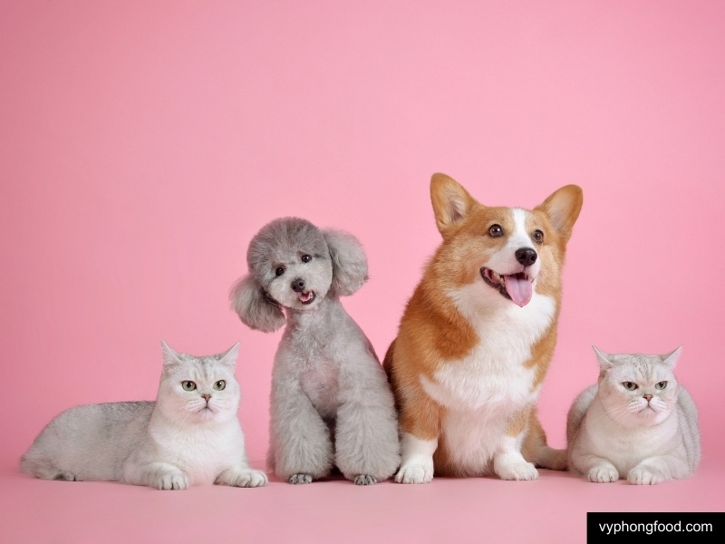 spoil your pet on international love your pet day 20 february with a royal rooibos tea pamper vyphongfood.com south african rooibos tea African Dawn herbal tea for sleep for weightloss official import