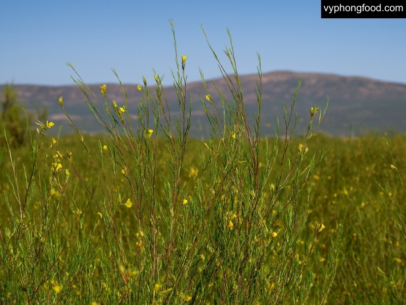 South African Rooibos Tea with Cederberg wildflowers, unique story of nature and culture, African Dawn herbal tea for better sleep