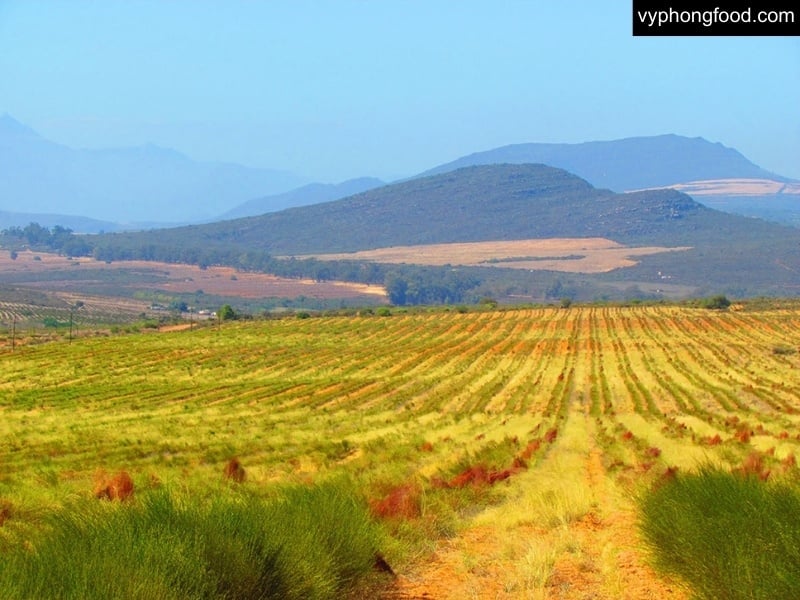 South African Rooibos Tea with Cederberg wildflowers, unique story of nature and culture, African Dawn herbal tea for better sleep