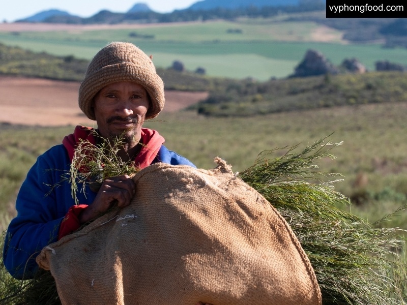 south african rooibos tea from indigenous knowledge to a globally loved herbal tea african dawn official import herbal tea for sleep for weightloss