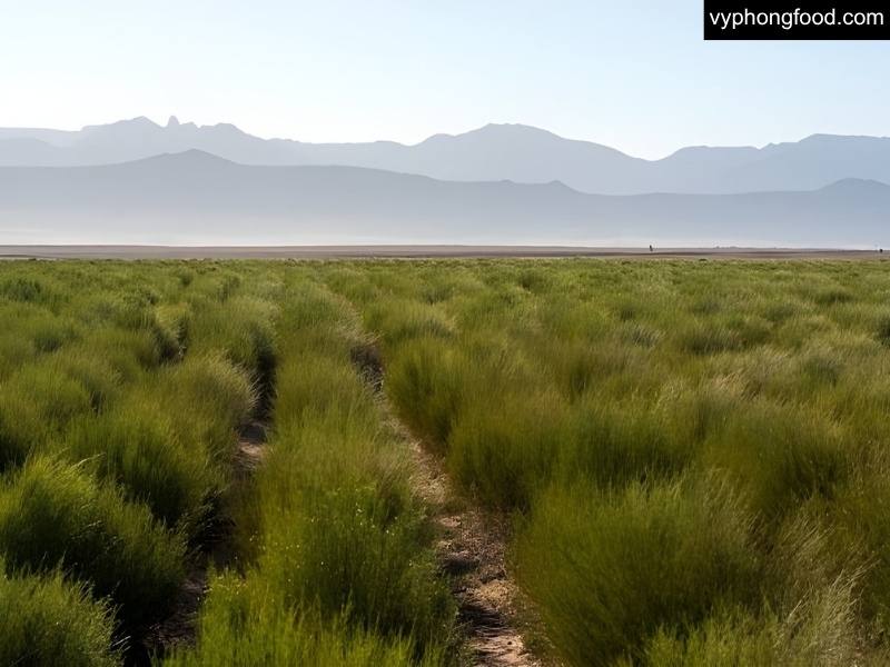 Aerial view of Cederberg rooibos fields after recent storms—green rows under clearing skies—showing South African rooibos supply remains stable and quality intact; ideal for African Dawn rooibos tea bags.