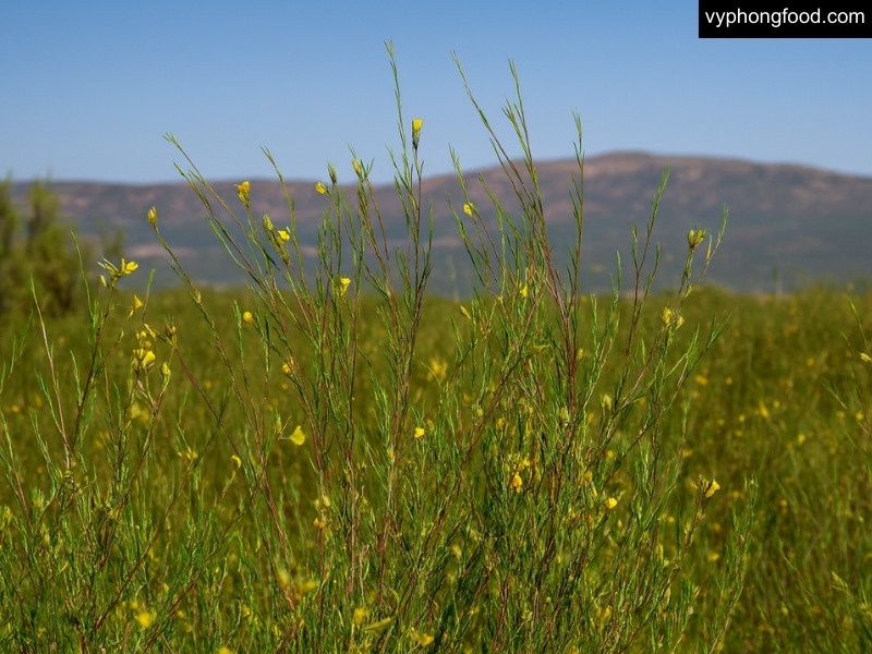 south africa best barman to put rooibos tea on the global stage as he competes in glasgow finals african dawn official import herbal tea for sleep for weightloss