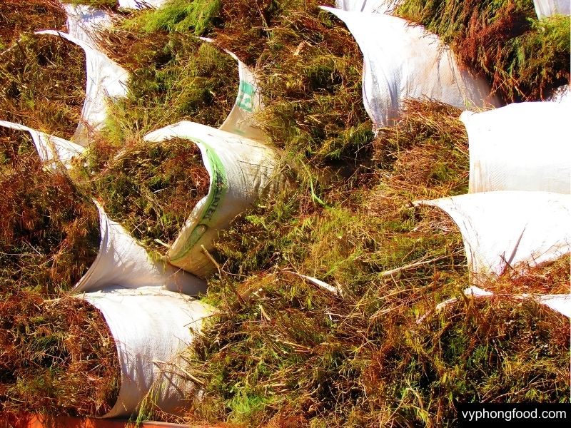 Experience the South African Rooibos harvest season in Cederberg, the only region where rooibos tea grows naturally, known for its herbal tea benefits and caffeine-free health properties.