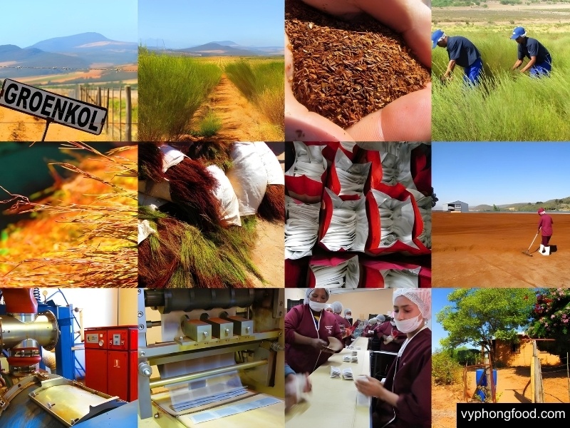 Experience the South African Rooibos harvest season in Cederberg, the only region where rooibos tea grows naturally, known for its herbal tea benefits and caffeine-free health properties.