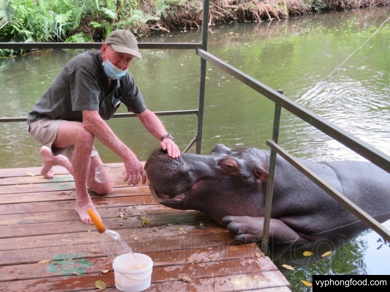 Jessica the Hippo, South Africa’s celebrity animal, drinking rooibos tea. Highlighting rooibos tea health benefits, antioxidants, caffeine-free herbal tea, and its unique story.