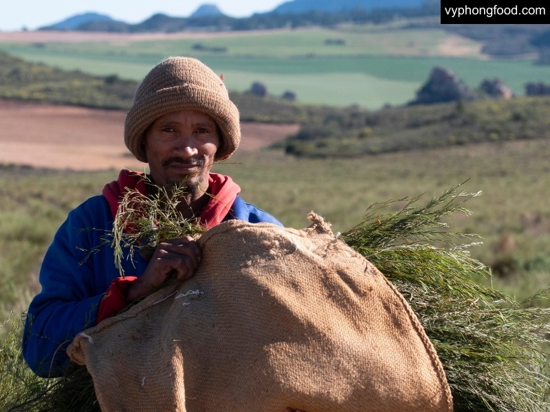 South African Rooibos Tea – Fairness story from nature to humanity, cultural heritage of Khoi and San, African Dawn brand herbal tea for better sleep