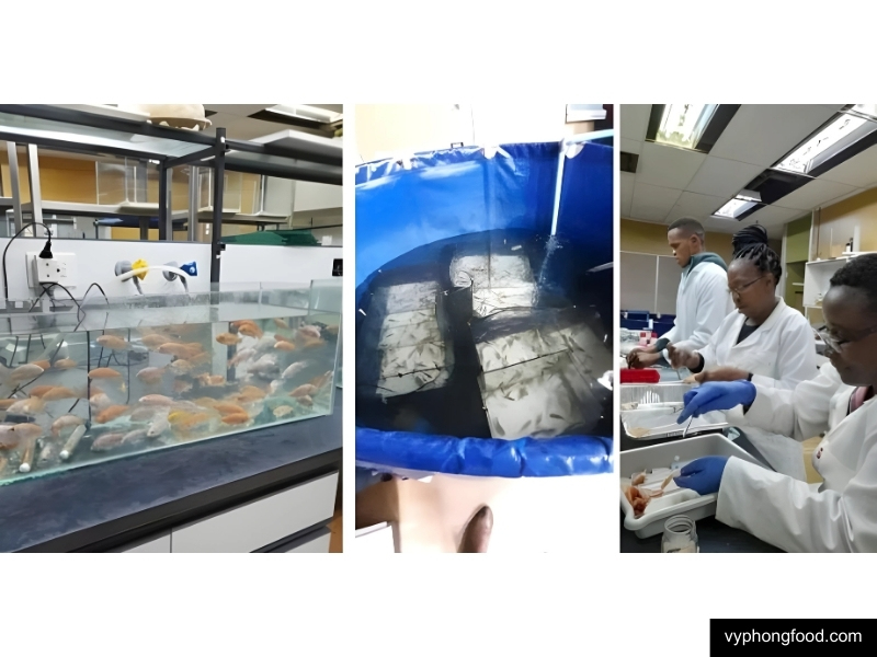 rooibos tea boosts tilapia growth in breakthrough study powering sustainable aquaculture vyphongfood.com south african rooibos tea African Dawn herbal tea for sleep for weightloss official import