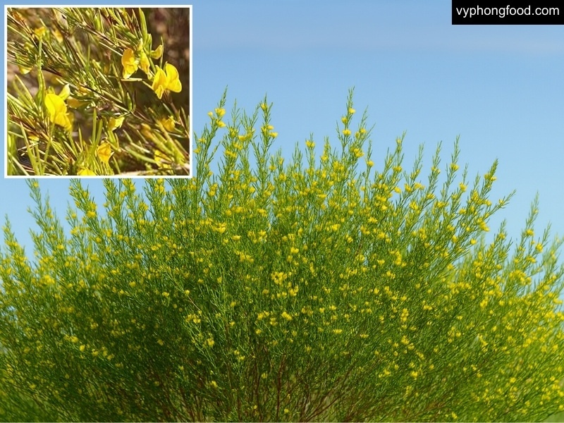 rooibos tea 101 surprising things you might not know about this national treasure african dawn official import herbal tea for sleep for weightloss